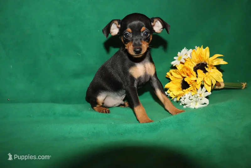 Elvis – Miniature Pinscher puppy for sale in Harrisonburg, VA