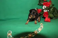 Elvis, a male Miniature Pinscher for sale in Harrisonburg, VA – Photo 7 of 7