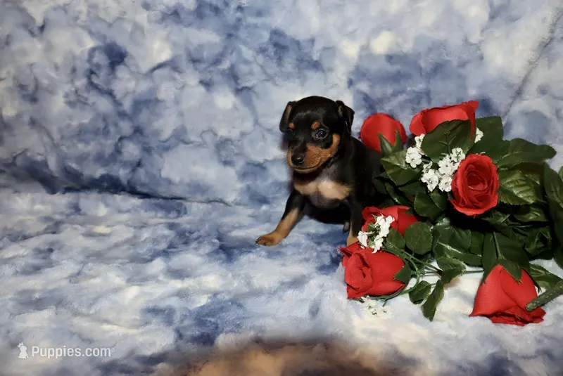 Elvis – Miniature Pinscher puppy for sale in Harrisonburg, VA
