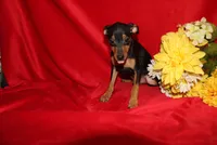 Benny, a male Miniature Pinscher for sale in Harrisonburg, VA – 5 of 6