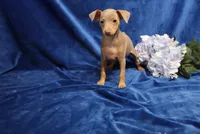 Dolly, a female Miniature Pinscher for sale in Harrisonburg, VA – 4 of 6