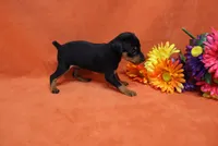 Bebe, a female Miniature Pinscher for sale in Harrisonburg, VA – 8 of 8