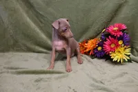 Leo, a male Miniature Pinscher for sale in Harrisonburg, VA – 9 of 9