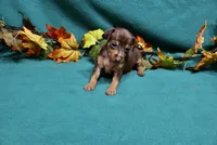 Raisin, a female Miniature Pinscher for sale in Harrisonburg, VA – 7 of 7