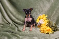 Romeo, a male Miniature Pinscher for sale in Harrisonburg, VA – 1 of 9