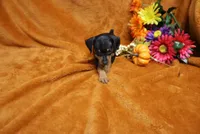 Alex, a male Miniature Pinscher for sale in Harrisonburg, VA – 1 of 8
