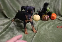 Mable, a female Miniature Pinscher for sale in Harrisonburg, VA – 2 of 9
