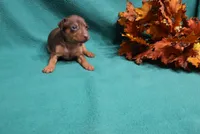 Dexter, a male Miniature Pinscher for sale in Harrisonburg, VA – 4 of 7