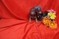Oscar, a male Miniature Pinscher for sale in Harrisonburg, VA – 5 of 6