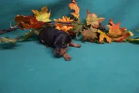 Sherlock, a male Miniature Pinscher for sale in Harrisonburg, VA – 8 of 8