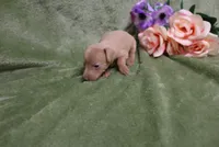 Lady, a female Miniature Pinscher for sale in Harrisonburg, VA – 7 of 9