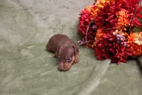 Mickey, a male Miniature Pinscher for sale in Harrisonburg, VA – 2 of 7