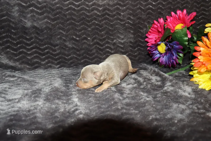 Dolly – Miniature Pinscher puppy for sale in Harrisonburg, VA