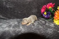 Dolly, a female Miniature Pinscher for sale in Harrisonburg, VA – 1 of 6