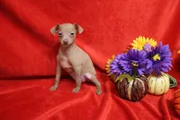Lady, a female Miniature Pinscher for sale in Harrisonburg, VA – 2 of 7