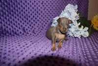 Rosco, a male Miniature Pinscher for sale in Harrisonburg, VA – 5 of 8