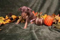 Raisin, a female Miniature Pinscher for sale in Harrisonburg, VA – 4 of 8