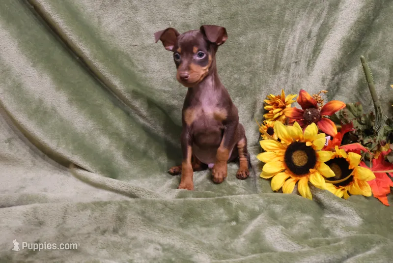 Taco – Miniature Pinscher puppy for sale in Harrisonburg, VA