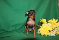 Duke, a male Miniature Pinscher for sale in Harrisonburg, VA – 6 of 7