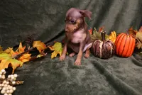 Raisin, a female Miniature Pinscher for sale in Harrisonburg, VA – 8 of 8