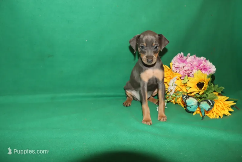 Allie – Miniature Pinscher puppy for sale in Harrisonburg, VA