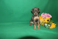 Allie, a female Miniature Pinscher for sale in Harrisonburg, VA – 1 of 9