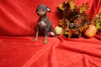 Mickey, a male Miniature Pinscher for sale in Harrisonburg, VA – 3 of 9