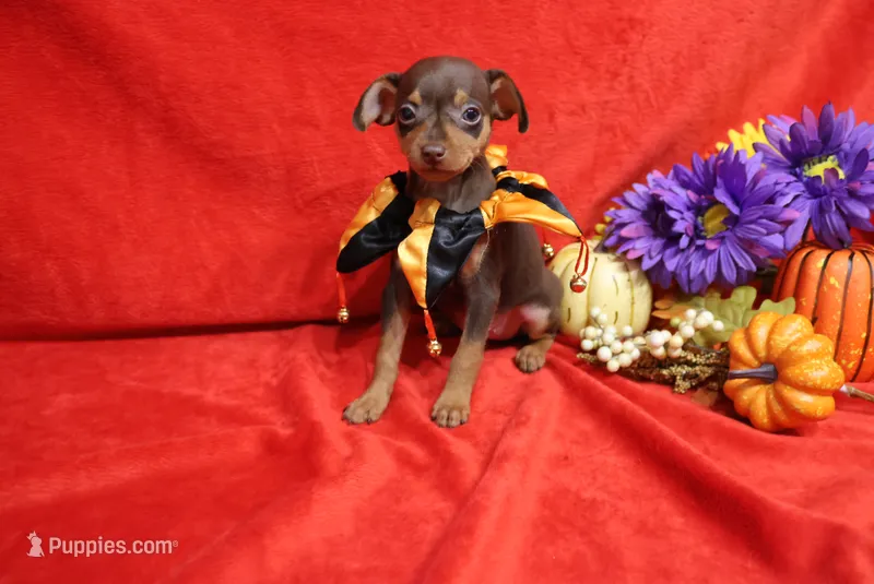 Minnie – Miniature Pinscher puppy for sale in Harrisonburg, VA