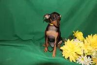 Duke, a male Miniature Pinscher for sale in Harrisonburg, VA – 3 of 7