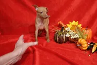 Kala, a female Miniature Pinscher for sale in Harrisonburg, VA – 4 of 5