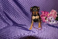 Benny, a male Miniature Pinscher for sale in Harrisonburg, VA – 7 of 7