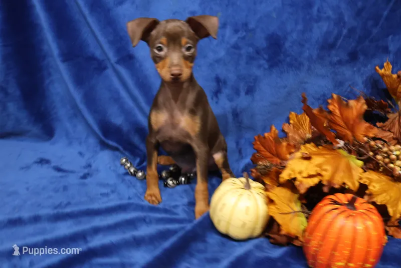 Taco – Miniature Pinscher puppy for sale in Harrisonburg, VA