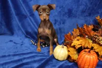 Taco, a male Miniature Pinscher for sale in Harrisonburg, VA – 1 of 7