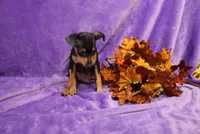 Jack, a male Miniature Pinscher for sale in Harrisonburg, VA – 8 of 8
