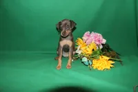 Allie, a female Miniature Pinscher for sale in Harrisonburg, VA – 6 of 9