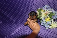 Romeo, a male Miniature Pinscher for sale in Harrisonburg, VA – 6 of 6