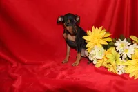 Benny, a male Miniature Pinscher for sale in Harrisonburg, VA – 4 of 6