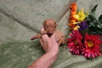 Kala, a female Miniature Pinscher for sale in Harrisonburg, VA – 5 of 7