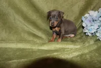 Oscar, a male Miniature Pinscher for sale in Harrisonburg, VA – 7 of 7
