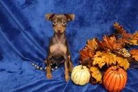 Taco, a male Miniature Pinscher for sale in Harrisonburg, VA – 6 of 7