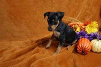Mable, a female Miniature Pinscher for sale in Harrisonburg, VA – 3 of 8
