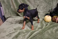 Mable, a female Miniature Pinscher for sale in Harrisonburg, VA – 4 of 9