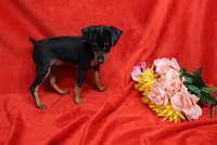 Roise, a female Miniature Pinscher for sale in Harrisonburg, VA – 4 of 5