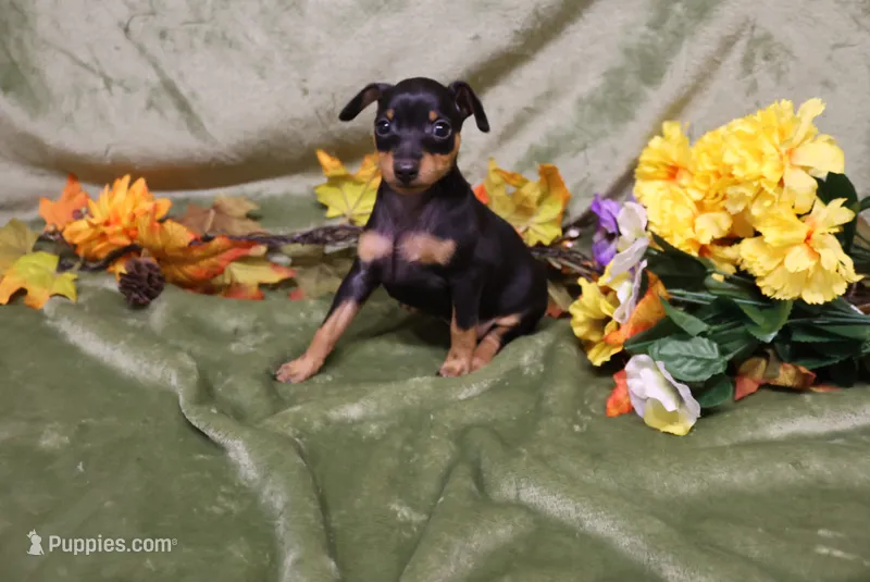 Weenie – Miniature Pinscher puppy for sale in Harrisonburg, VA