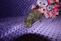 Bella, a female Miniature Pinscher for sale in Harrisonburg, VA – 6 of 7