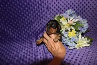 Romeo, a male Miniature Pinscher for sale in Harrisonburg, VA – 2 of 6