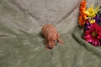 Kala, a female Miniature Pinscher for sale in Harrisonburg, VA – 7 of 7