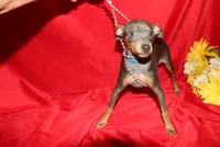 --Blue Boy, a male Miniature Pinscher for sale in Harrisonburg, VA – 6 of 7