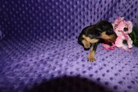 Missy, a  Miniature Pinscher for sale in Harrisonburg, VA – 3 of 7