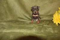 Rosco, a female Miniature Pinscher for sale in Harrisonburg, VA – 6 of 7